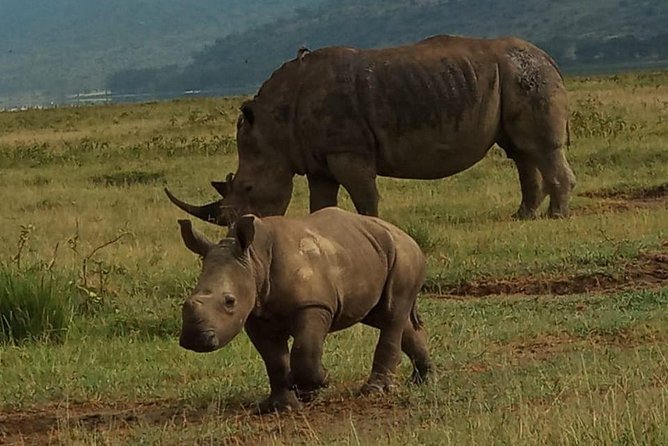 6 Days Maasai Mara - Nakuru - Amboseli Budget Group Safari. - Accommodations and Meals