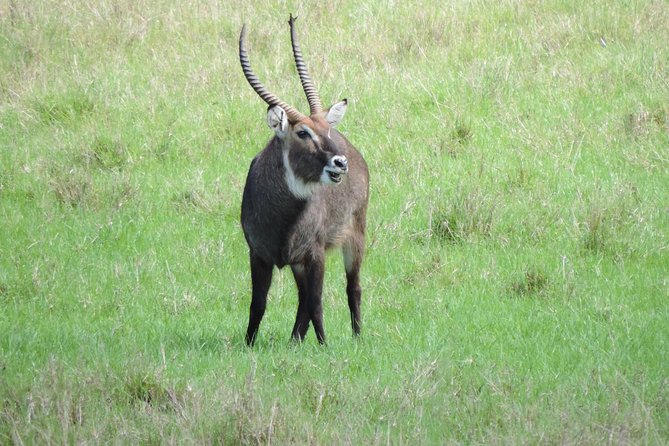 6 Days Masai Mara-Lake Nakuru & Amboseli Budget Safari - Accommodation Options and Facilities
