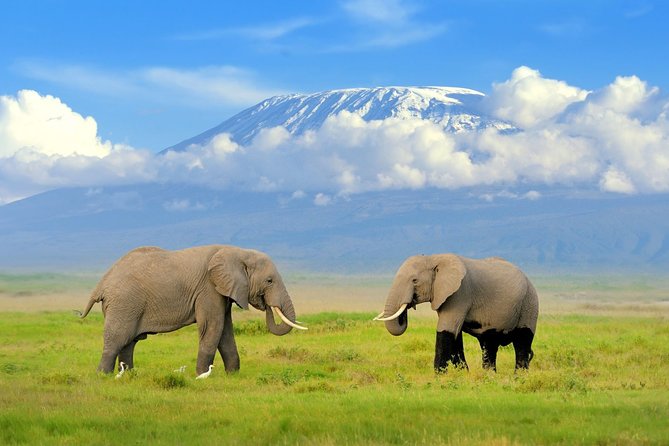 6 Days Masai Mara-Nakuru-Amboseli - Lodge Safari-Private 4X4 JEEP - Itinerary Highlights
