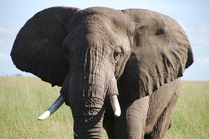 6 Days Private Tour to Lake Nakuru National Park in Maasai Mara - Tour Itinerary Overview