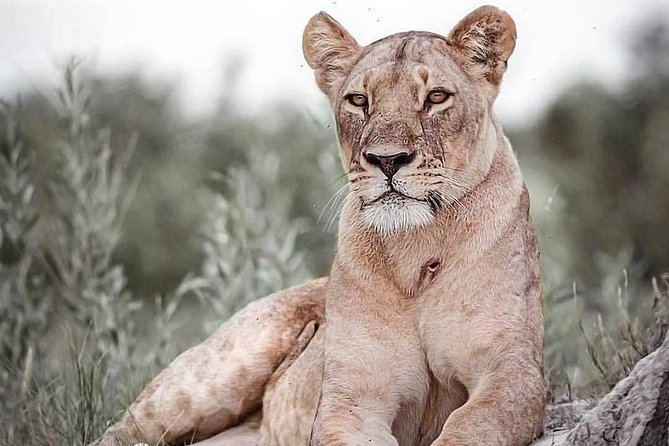 6 Days Safari to Lake Manyara, Tarangire, Serengeti and Ngorongoro Crater - Tarangire National Park Experience