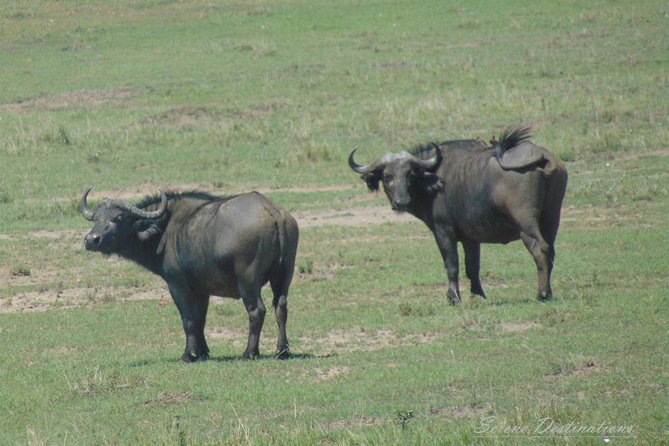 6 Days Safari to Lake Nakuru, Maasai Mara, Lake Naivasha and Amboseli - Inclusions and Exclusions