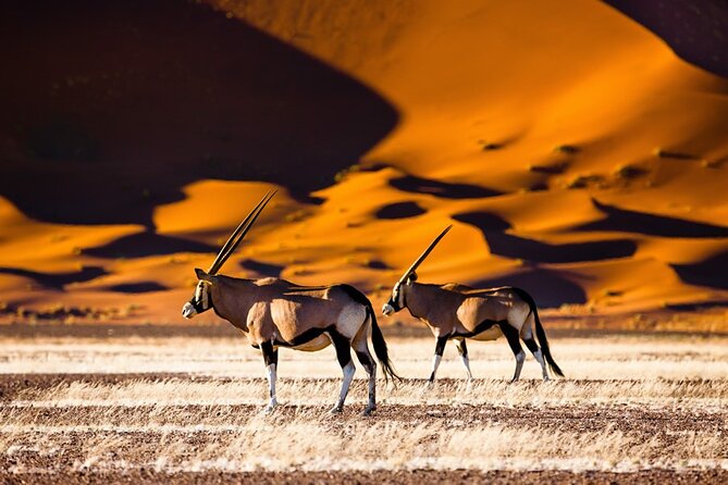 6 Days Sossusvlei, Swakopmund and Etosha National Park Lodging - Tour Itinerary Overview