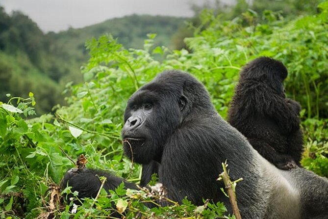 6 Days Uganda Gorilla, Chimps Trekking and Wildlife Safari - Tour Highlights