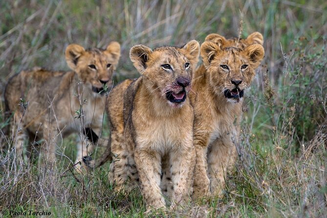 6 Hour Private Tour Nairobi National Park Or Evening Game Drive - Inclusions and Exclusions