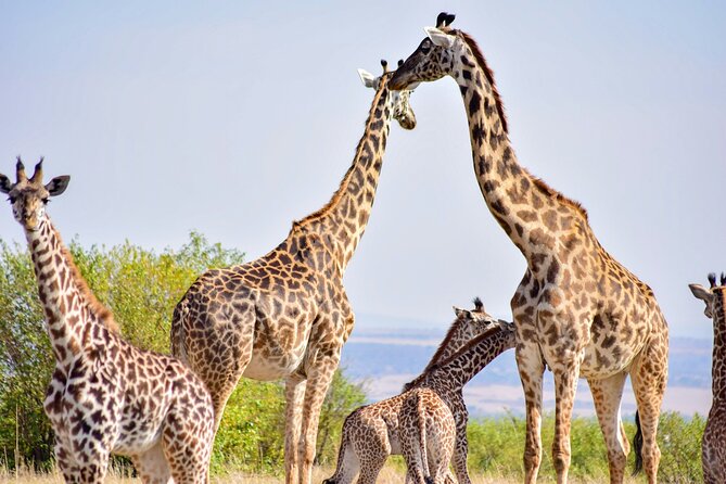 6 Hours Nairobi National Park and Giraffe Center Tour - Tour Duration and Location