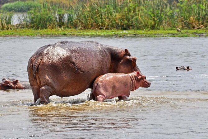 7-Day Birding, Murchison Fall Royal Mile and Big Five - Birding Excursions