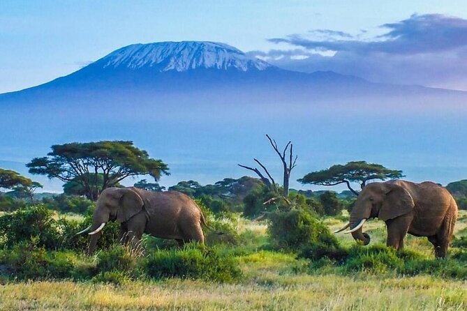 7-Day Kilimanjaro Climb Machame Route - Itinerary Details