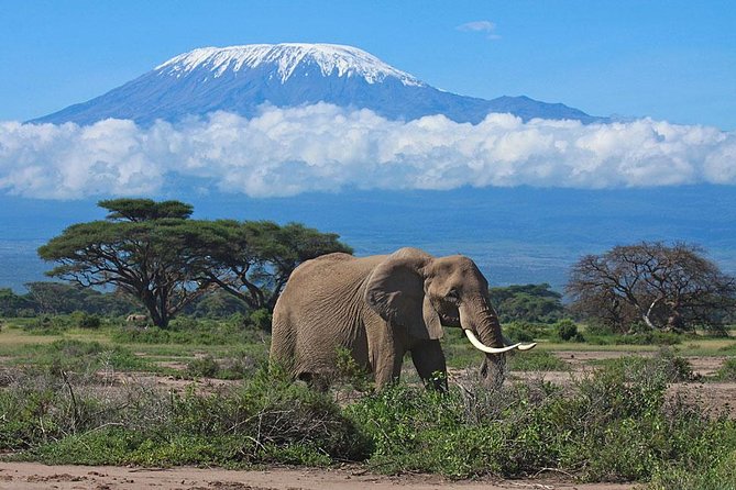 7-Day Maasai Mara, Lake Nakuru, Lake Naivasha and Amboseli Safari From Nairobi - Safari Highlights