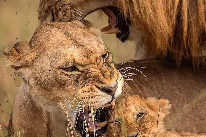 7-Day Maasai Mara Nakuru Lake Naivasha and Amboseli Safari - Accommodation Details