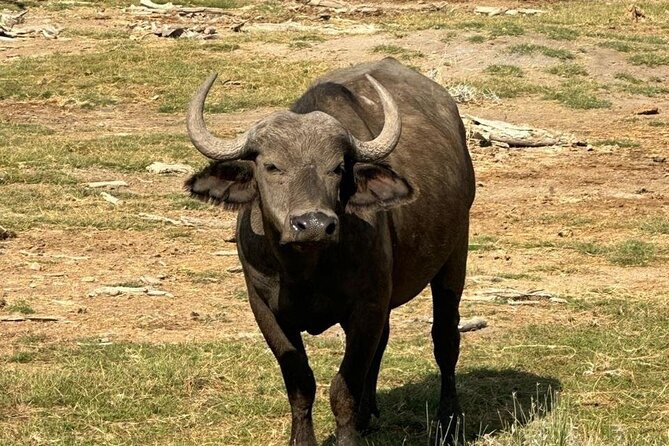 7 Day Ndutu Conservancy, Serenegeti, Ngorongoro L Manyara Park - Tour Duration and Locations