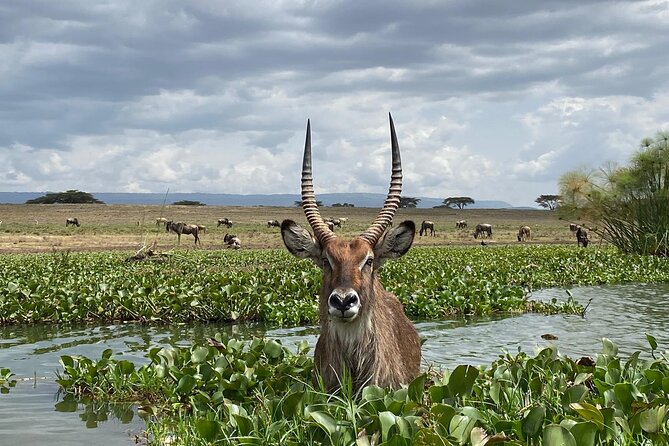 7-Day Private 4 Star Lodges Safari by 4WD Land Cruiser Jeep From Nairobi - Tour Itinerary Overview