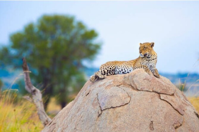 7-Day Safari to Maasai Mara, Lake Naivasha and Amboseli From Nairobi - Itinerary Overview