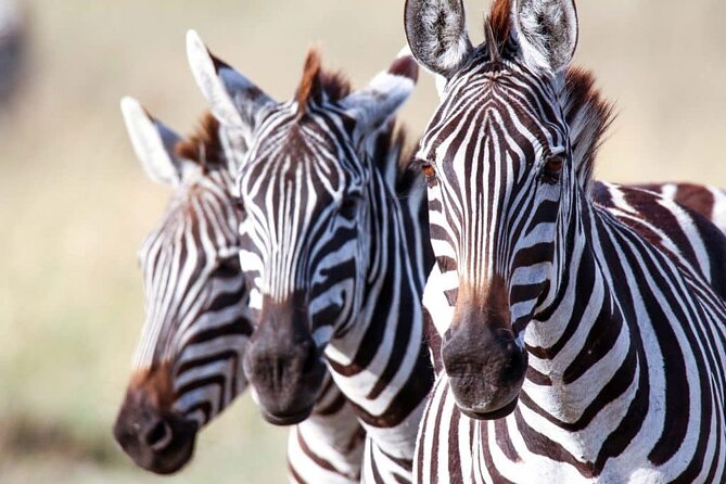 7-Day Serengeti Wildebeest Migration Camping Safari - Wildlife Encounters