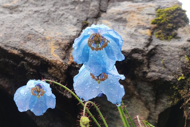 7 Day Tour to Valley of Flowers and Auli Hiking Adventure