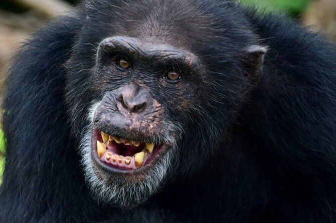7-Day Uganda Gorillas and Chimpanzee Tracking Safari - Itinerary Overview