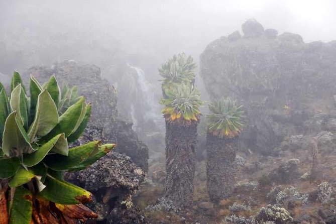 7 Days Climbing Mountain Kilimanjaro - Daily Itinerary Breakdown