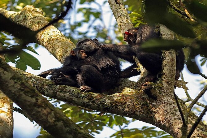 7 Days Flying Gorillas and Wildlife Safari Uganda Private Tour - Accommodation Details