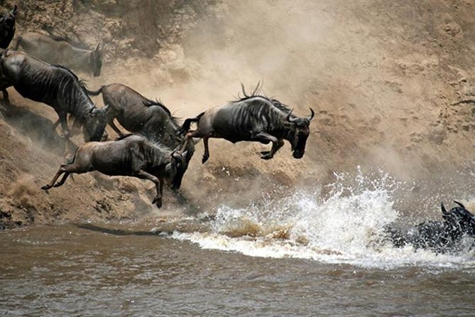 7 Days: Great Migration Mara River Crossing(manyara, Ngorongoro And Serengeti) - Tour Overview
