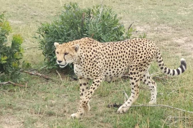 7 Days in Masai Mara- Lake Nakuru- Lake Naivasha- Amboseli National Park - Itinerary Overview