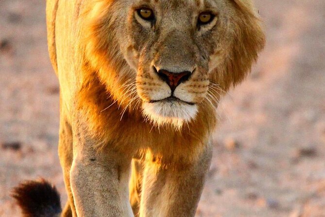 7 Days Journey of the Wildebeest – Luxury Holidays Serengeti - Accommodation and Amenities