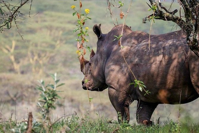 7 Days Kenya Tour Budget Safari - Tour Itinerary