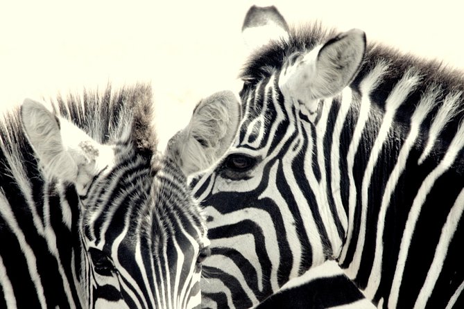 7 Days Masai Mara / Lake Nakuru / Lake Naivasha / Amboseli - Itinerary Overview