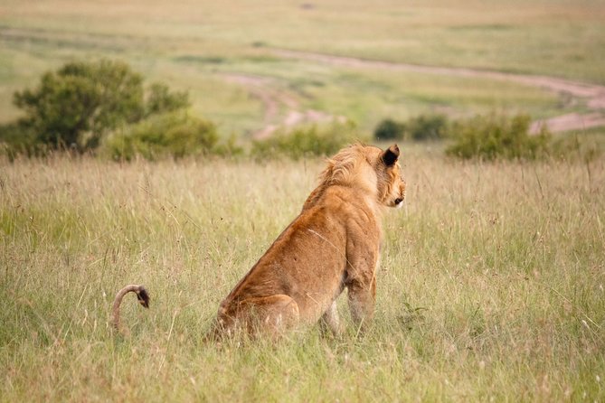 7 Days - Masai Mara, Nakuru, Naivasha, & Amboseli - Luxury - Safari Van - Itinerary Overview