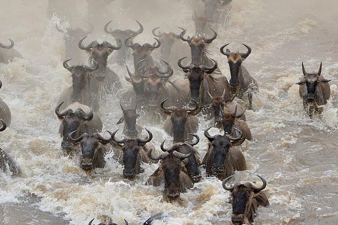 7 Days Migration Safaris -Lodge