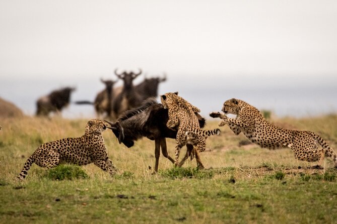 7 Days Northern Luxury Safari