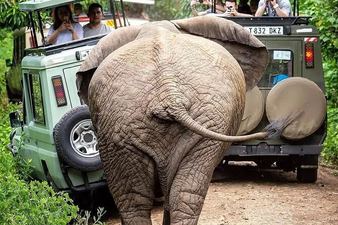7 Days Private Safari in Tanzania - Accommodation Details