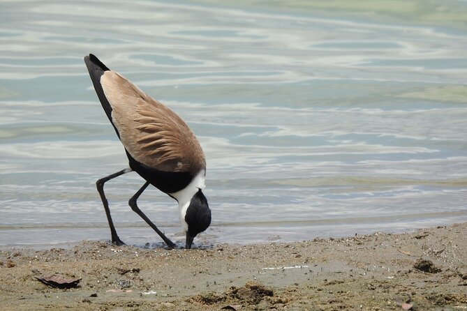 7 Days Private Tanzania Safari With Mid Range Lodges or Camps - Wildlife Viewing Opportunities