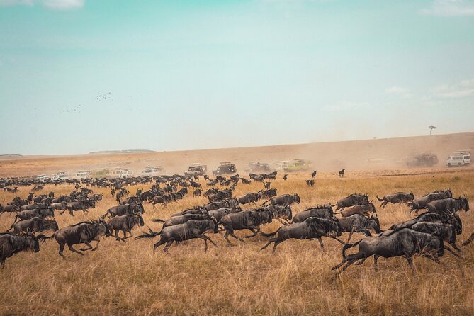 7 Days Private Wildebeest Great Migration Safari in Arusha