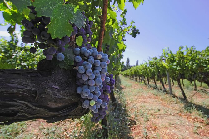 7-Days Private Wine Tasting Tour in Turkey