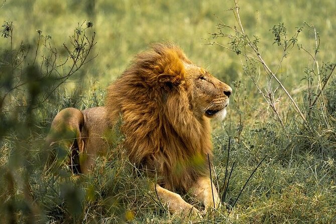 7 Days Rhino Ngorongoro Crater Safari Tour