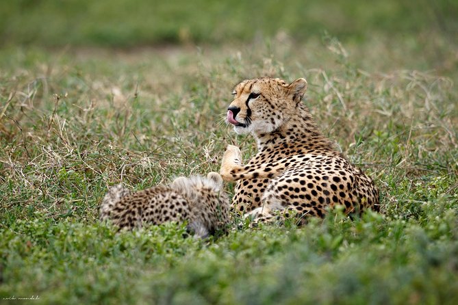 7 Days Tanzania Luxury Safari Experience & Coffee Walking Tour