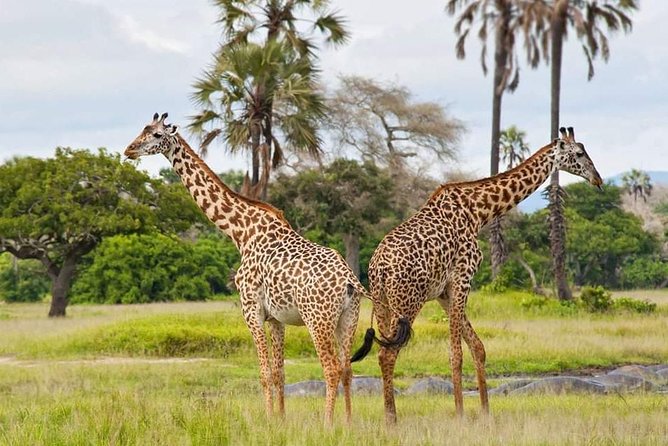7 Days Tanzania Small Group Safari - Accommodations and Meals