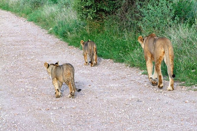 7 Days Tsavo East, Taita, Amboseli & Sanctuarysafari From Mombasa - Wildlife Spotting Opportunities