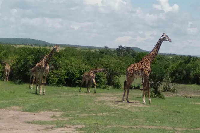 7days 6nights Through Mara to Amboseli - Itinerary Overview