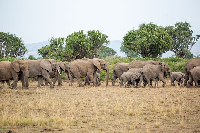8-Day Private Uganda Big 5 Luxury Safari With Gorillas and Chimps - Tour Overview