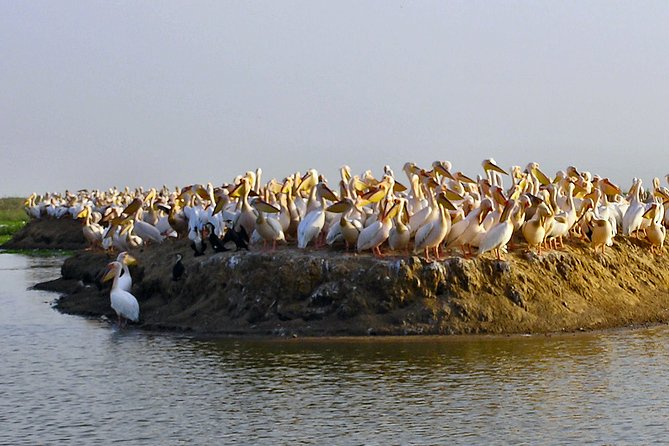 8 Days 7 Nights Senegal Highlights