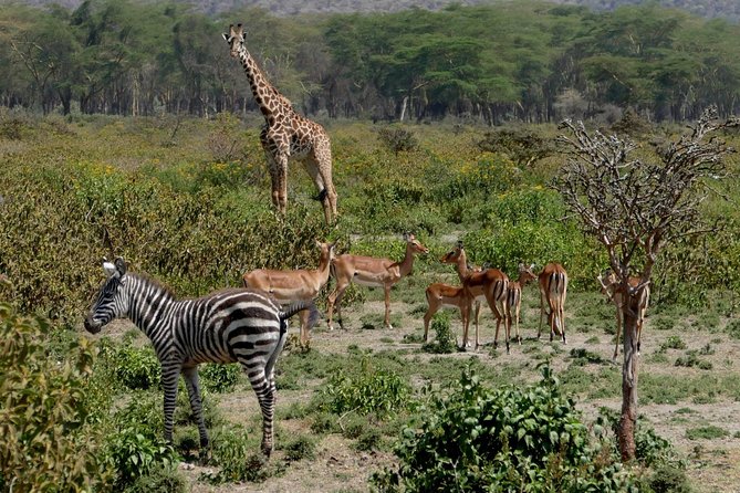 8 Days Amboseli Lake Nakuru Masai Mara Lake Naivasha Safari - Safari Itinerary Overview