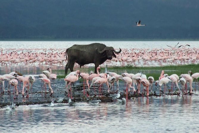 8 Days Discover Kenya Safari With 4x4 Land Cruiser Jeep - Safari Itinerary and Destinations