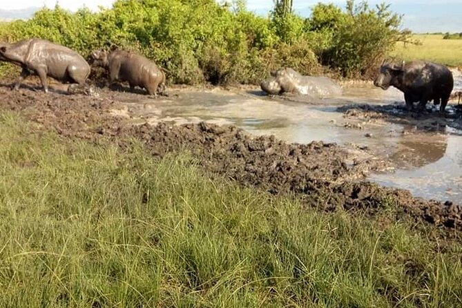 8 Days Gorillas, Primates & Wildlife Safari Uganda Safari - Itinerary Highlights