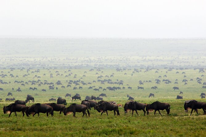 8 Days Great Migration Calving Season Safari - Accommodation and Meals Included