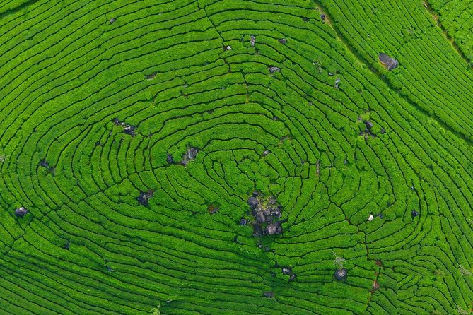 8 Days Kerala Private Tour (3 Star) With Munnar, Houseboat & Cab- Iris Holidays