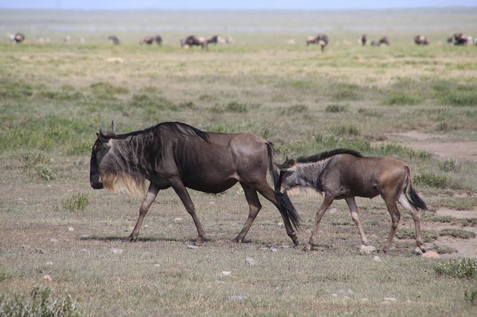 8 Days Northern Tanzania Safari - Itinerary Overview