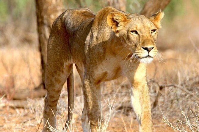 8 Days Private Safari to Southern Circuit Parks of Tanzania