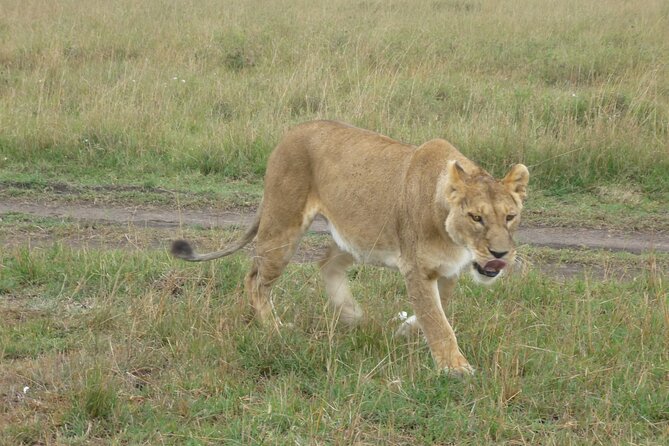 8 Days Safari to Maasai Mara , Serengeti, Ngorongoro, Tarangire-Mid Range - Accommodation Details