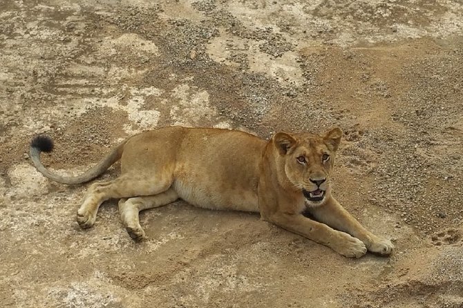 8 Days Safari to Mikumi NP, Ruaha NP and Nyerere NP + Isimila Stone Age Site
